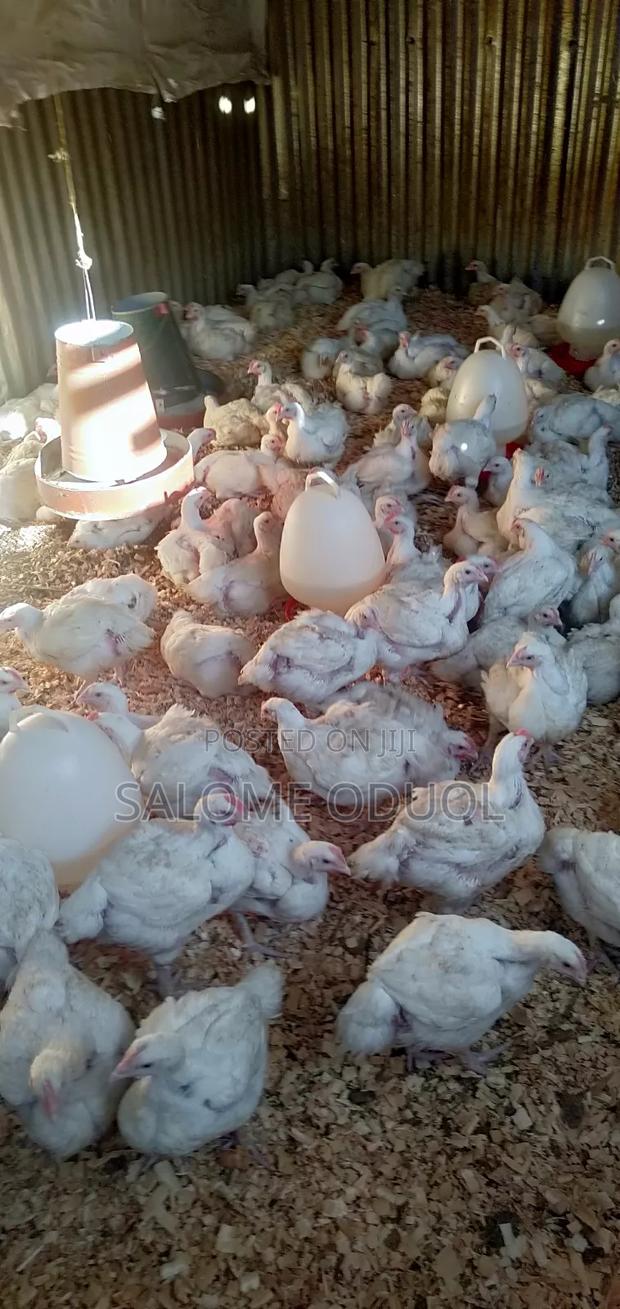 Broilers For Quick Sale At Katani - thumbnail 3
