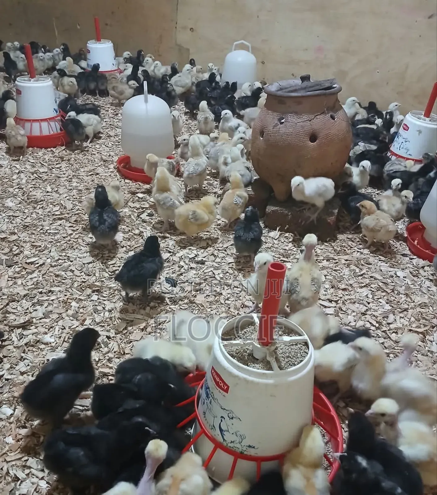 Improved Kienyeji Chicks