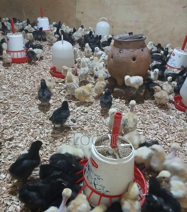 Improved Kienyeji Chicks - thumbnail 2