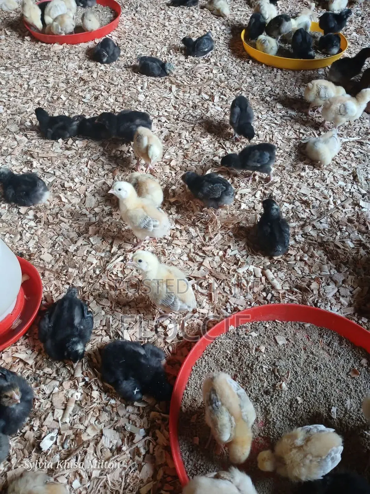 Improved Kienyeji Chicks