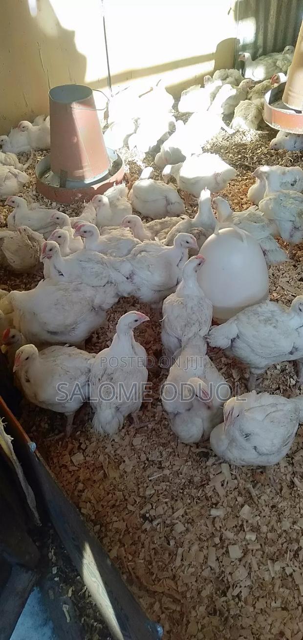 Broilers For Quick Sale At Katani - thumbnail 4