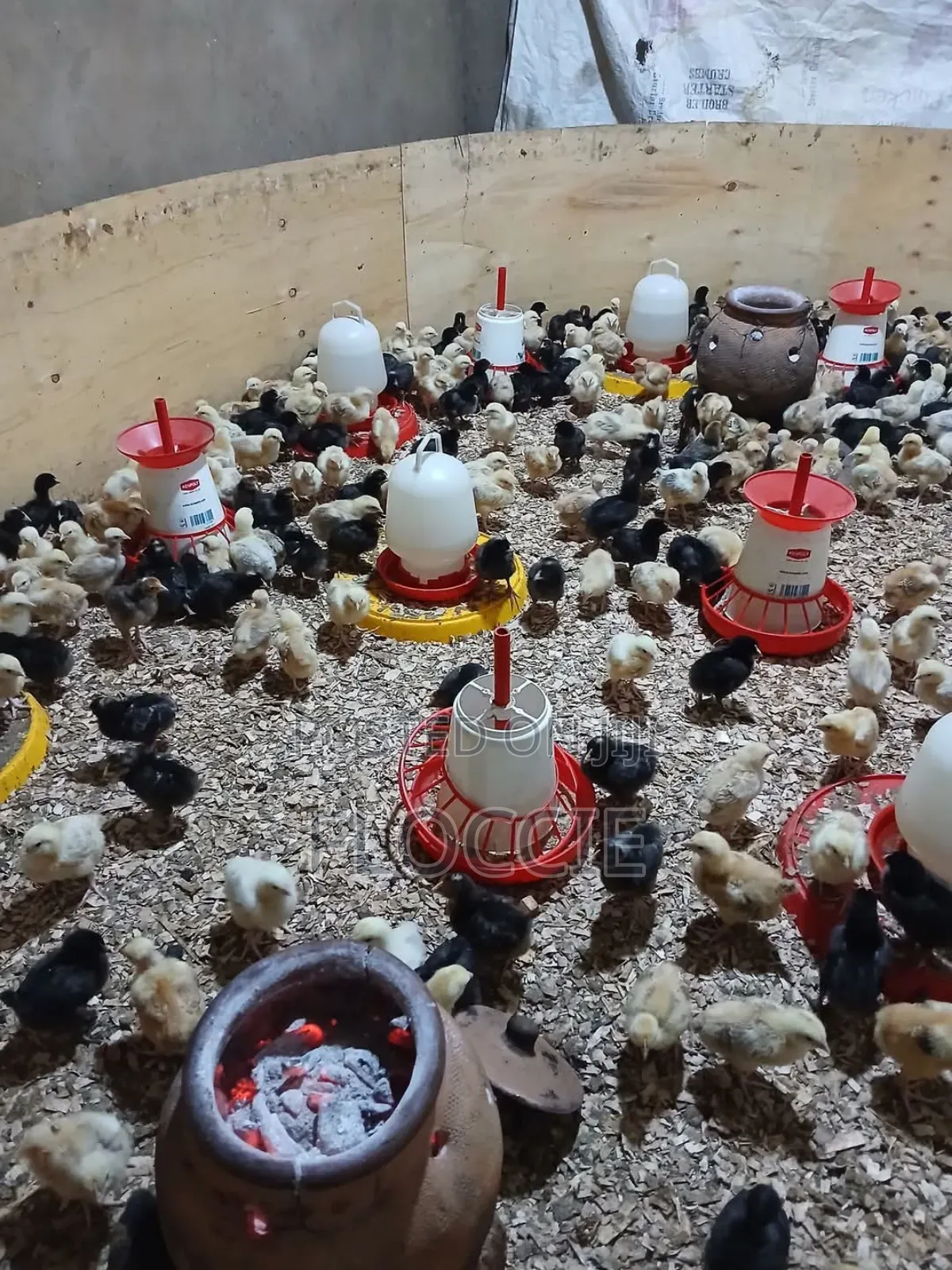 Improved Kienyeji Chicks