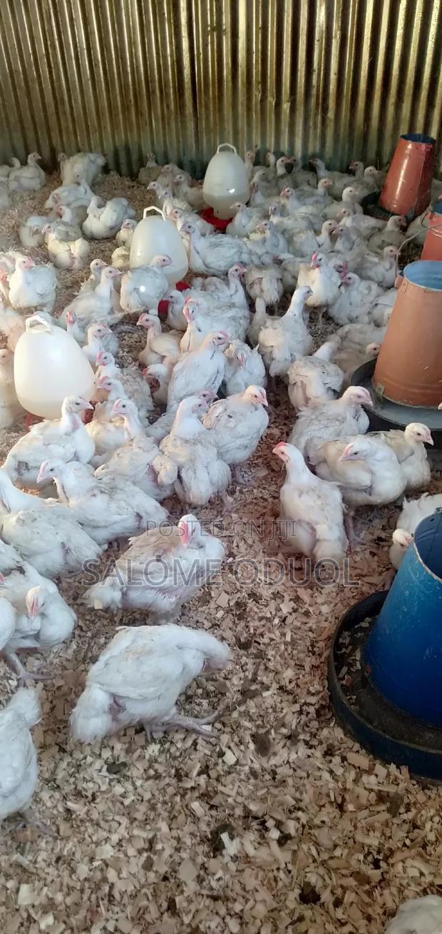 Broilers For Quick Sale At Katani - thumbnail 5