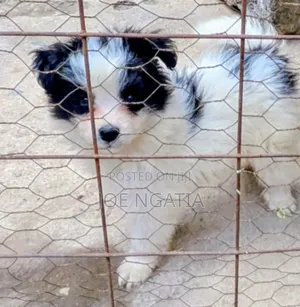 3-6 months Male Purebred Japanese Spitz