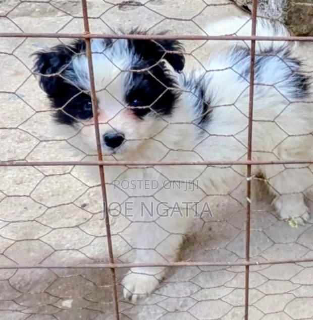 3-6 months Male Purebred Japanese Spitz