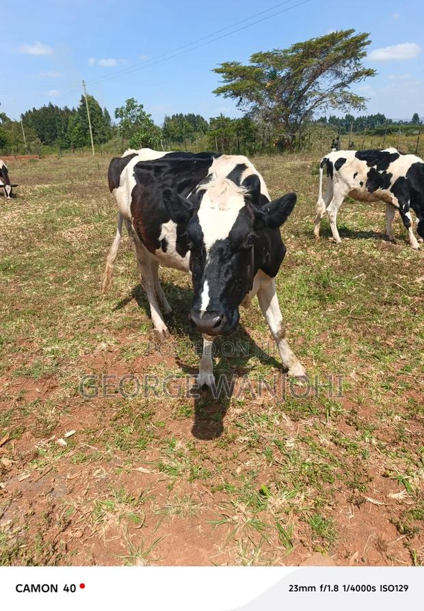 Freshian Cow for Sale