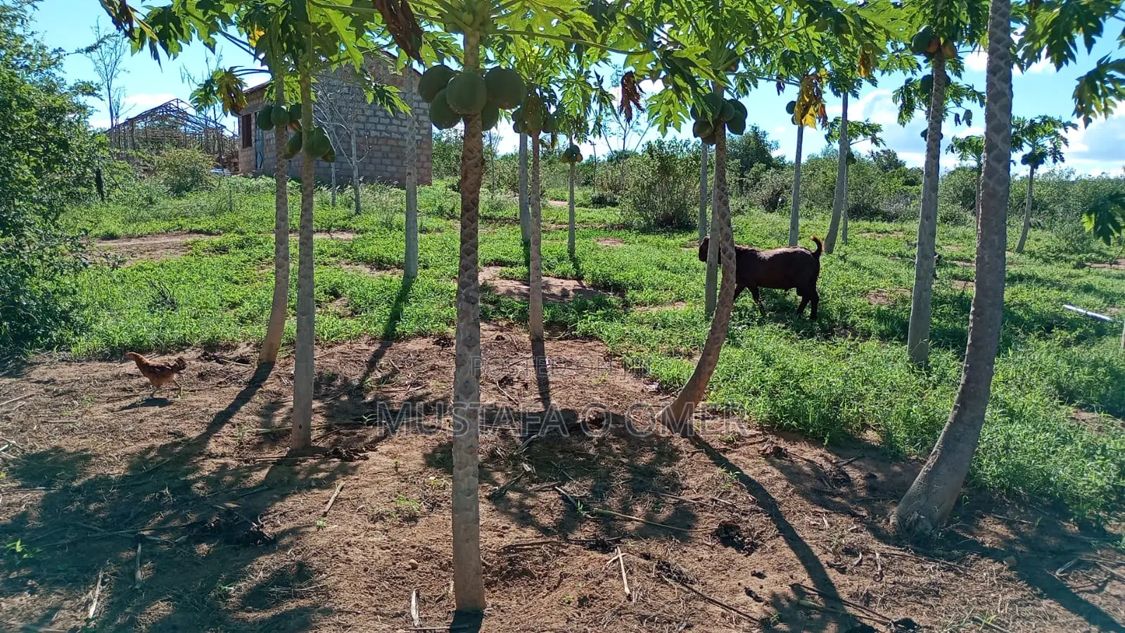 Mixed Farm With House and Infrastructure