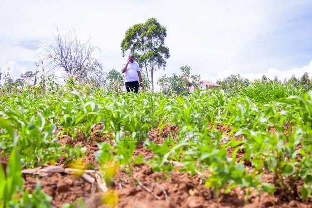 Kikuyu Prime Plots - thumbnail 5