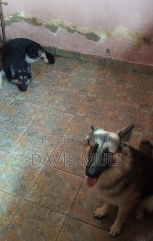 1+ year Male Mixed Breed German Shepherd - thumbnail 2