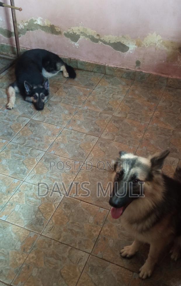 1+ year Male Mixed Breed German Shepherd - thumbnail 3