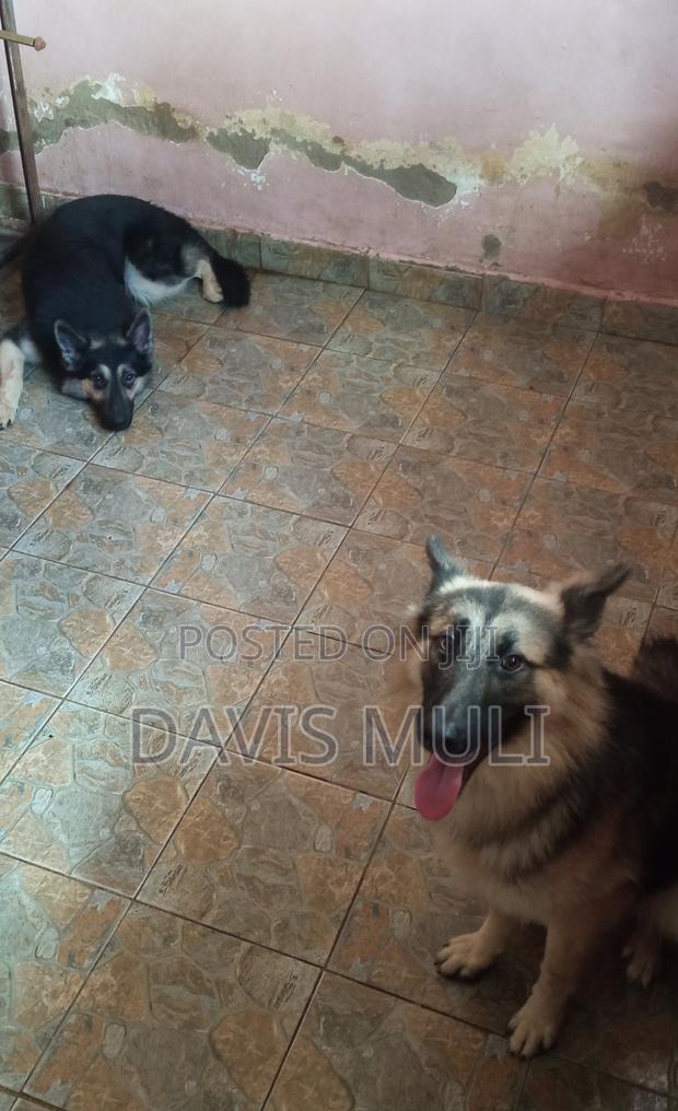 1+ year Male Mixed Breed German Shepherd - thumbnail 4