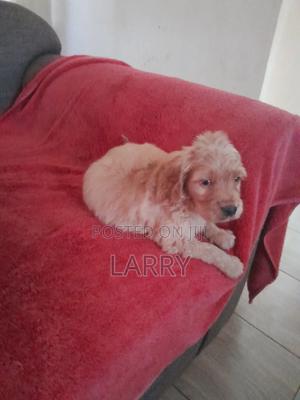 1-3 months Female Purebred Cockapoo - thumbnail 2