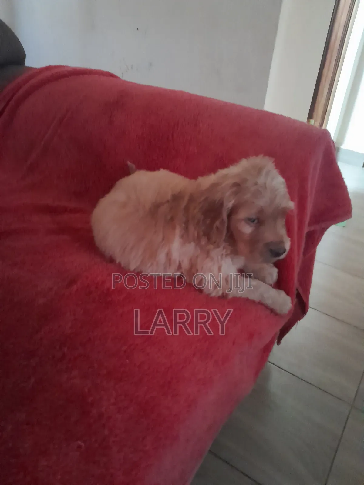 1-3 months Female Purebred Cockapoo