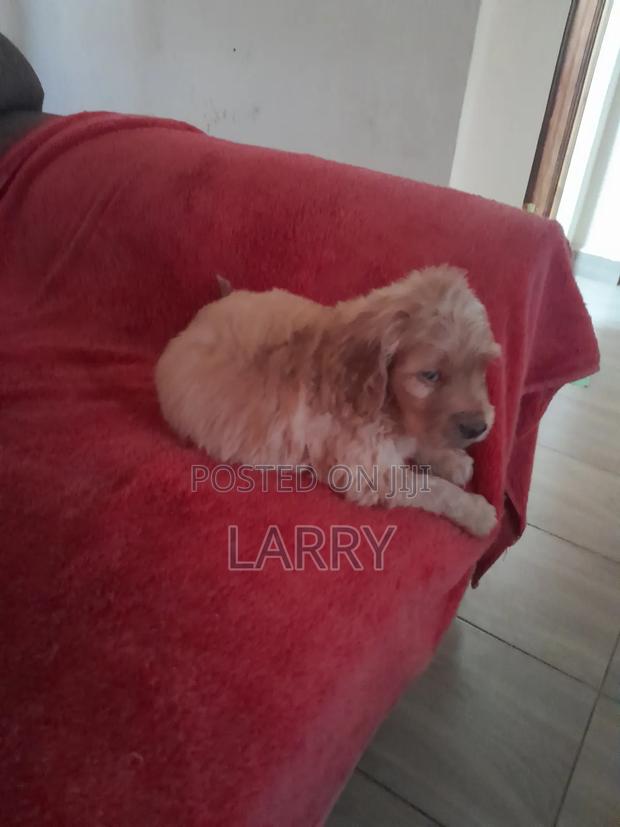 1-3 months Female Purebred Cockapoo - thumbnail 3