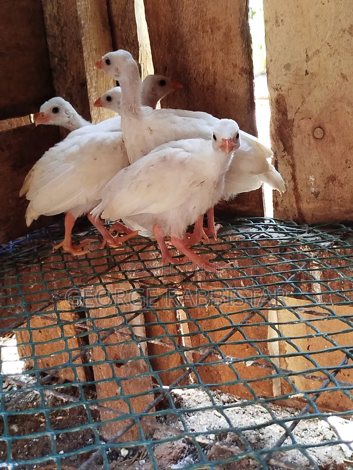 Guinea Fowl Kanga and Turkey