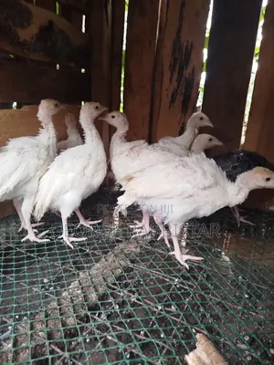 Guinea Fowl Kanga and Turkey