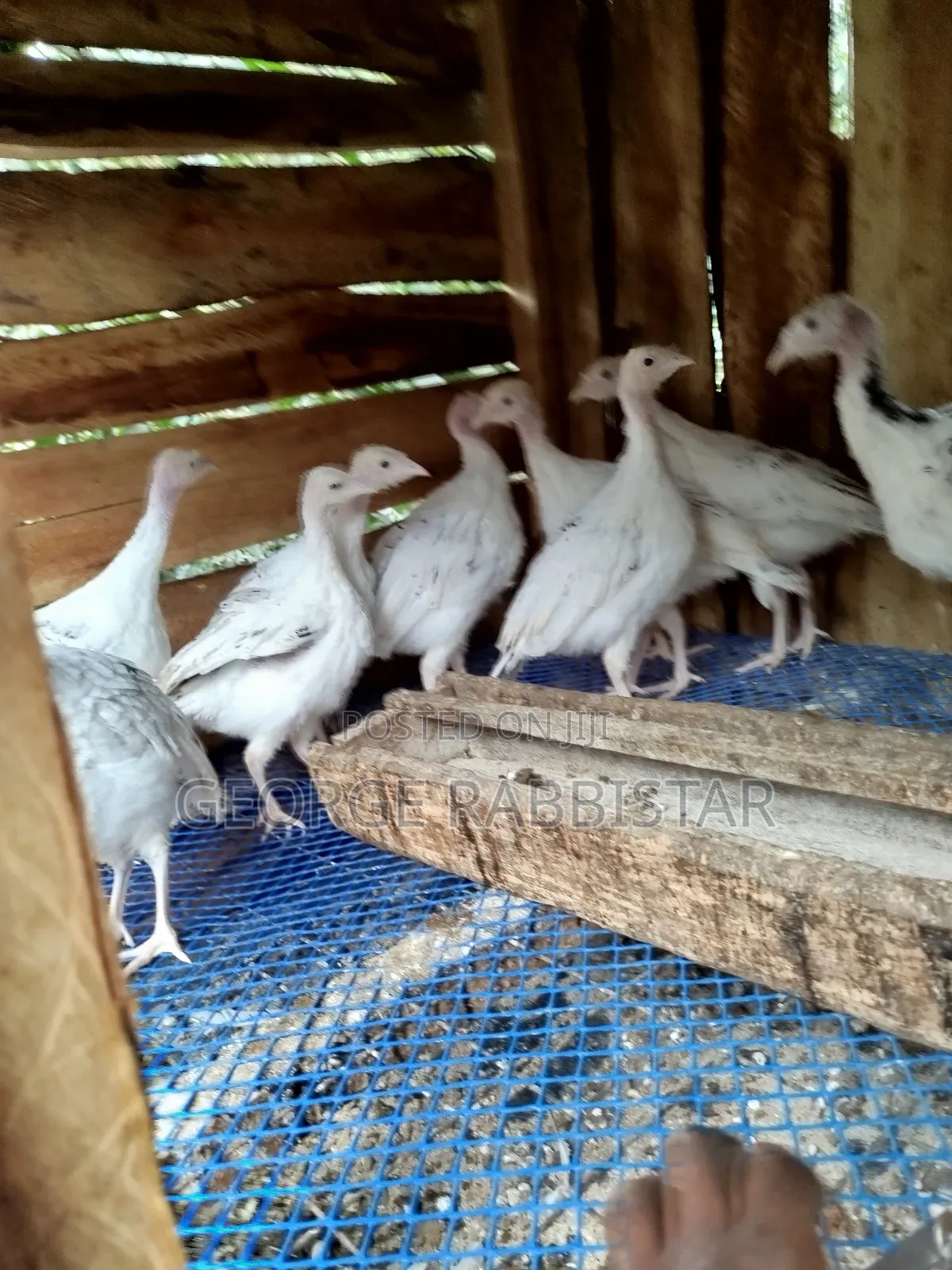 Guinea Fowl Kanga and Turkey
