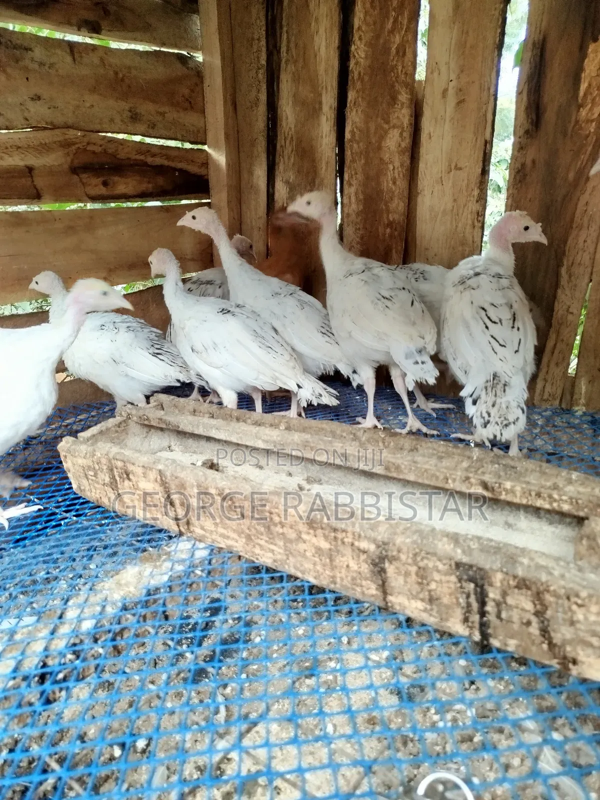 Guinea Fowl Kanga and Turkey