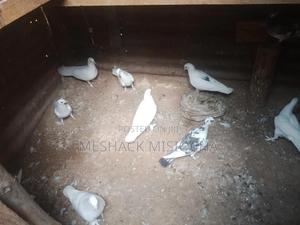Pigeon (Racing Pigeons) - thumbnail 3