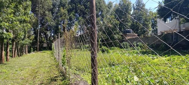 Kikuyu Plos for Sale (Thamanda) - thumbnail 2