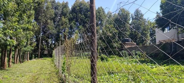 Kikuyu Plos for Sale (Thamanda) - thumbnail 3