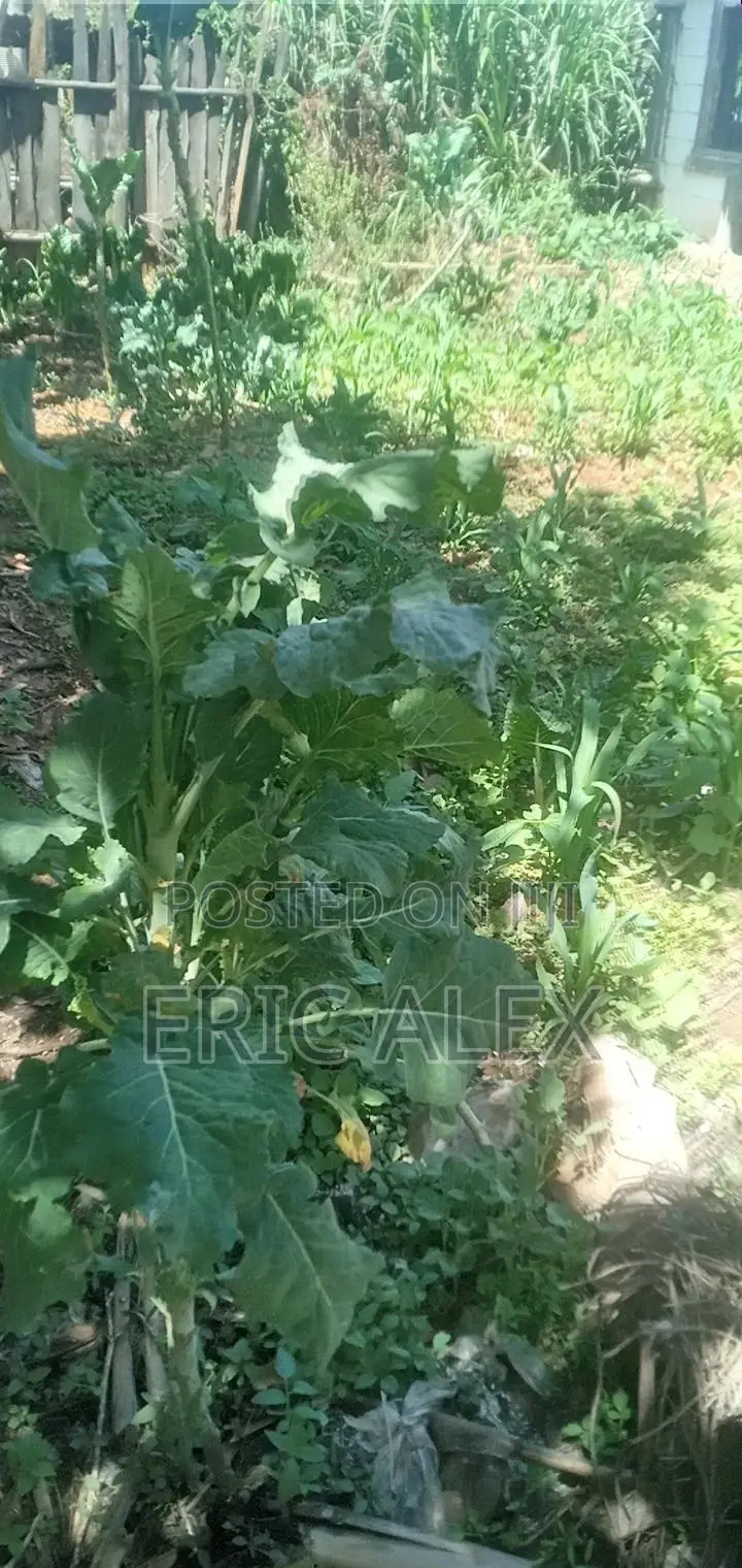 Land for Sale Eldoret Cbd,1/4acre
