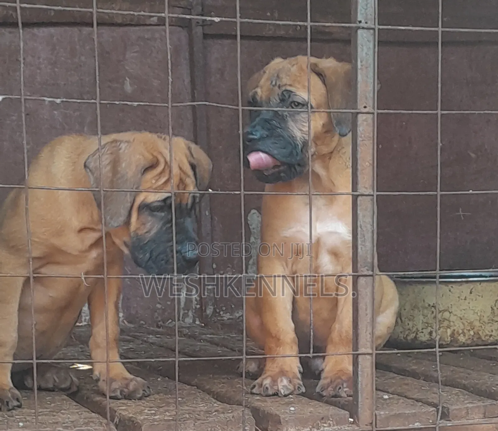 1-3 months Female Purebred Boerboel