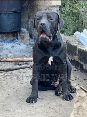 1+ year Male Purebred Boerboel