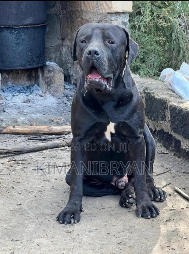 1+ year Male Purebred Boerboel