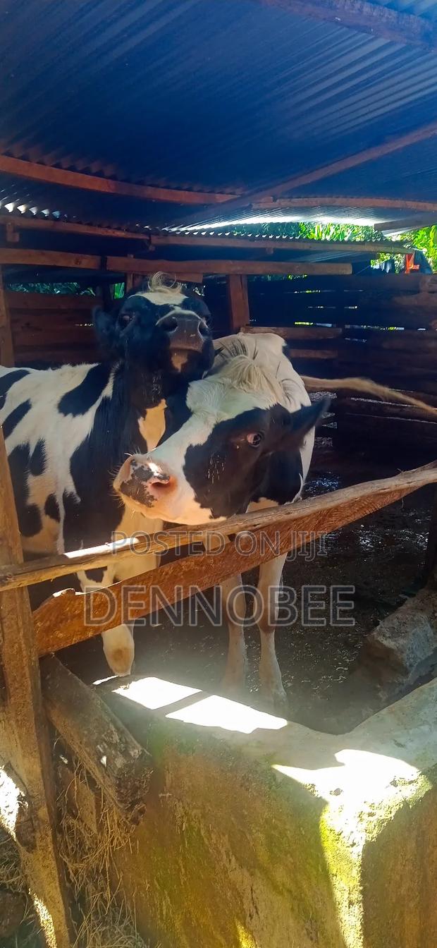 20 Month Holstein Heifers for Sale