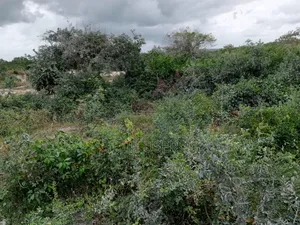 Quarter Acre Beach Plot for Sale