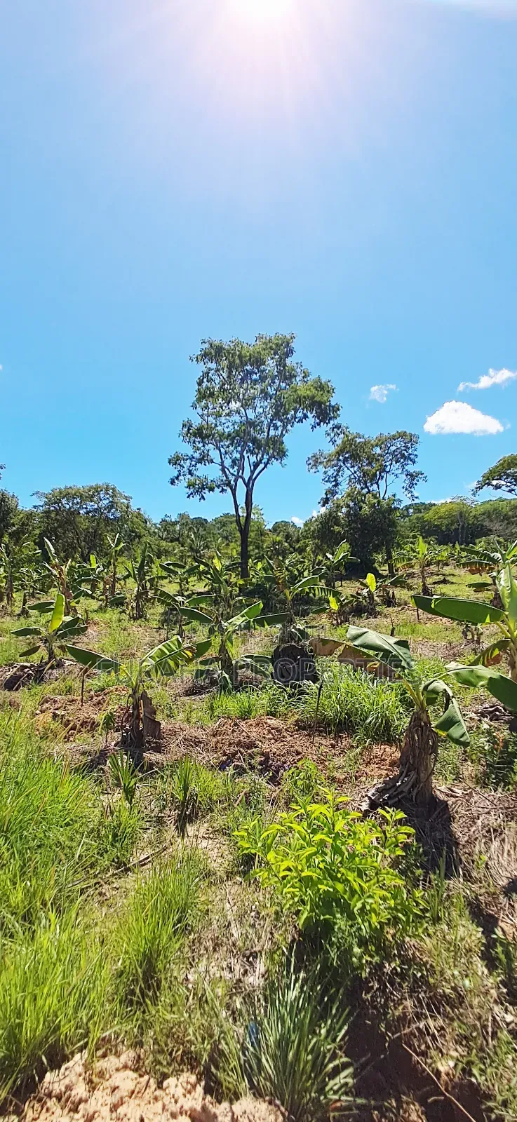 For Sale 12 Acres Land Msambweni