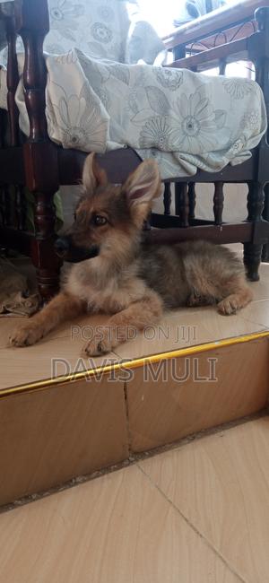1-3 months Male Mixed Breed German Shepherd - thumbnail 2