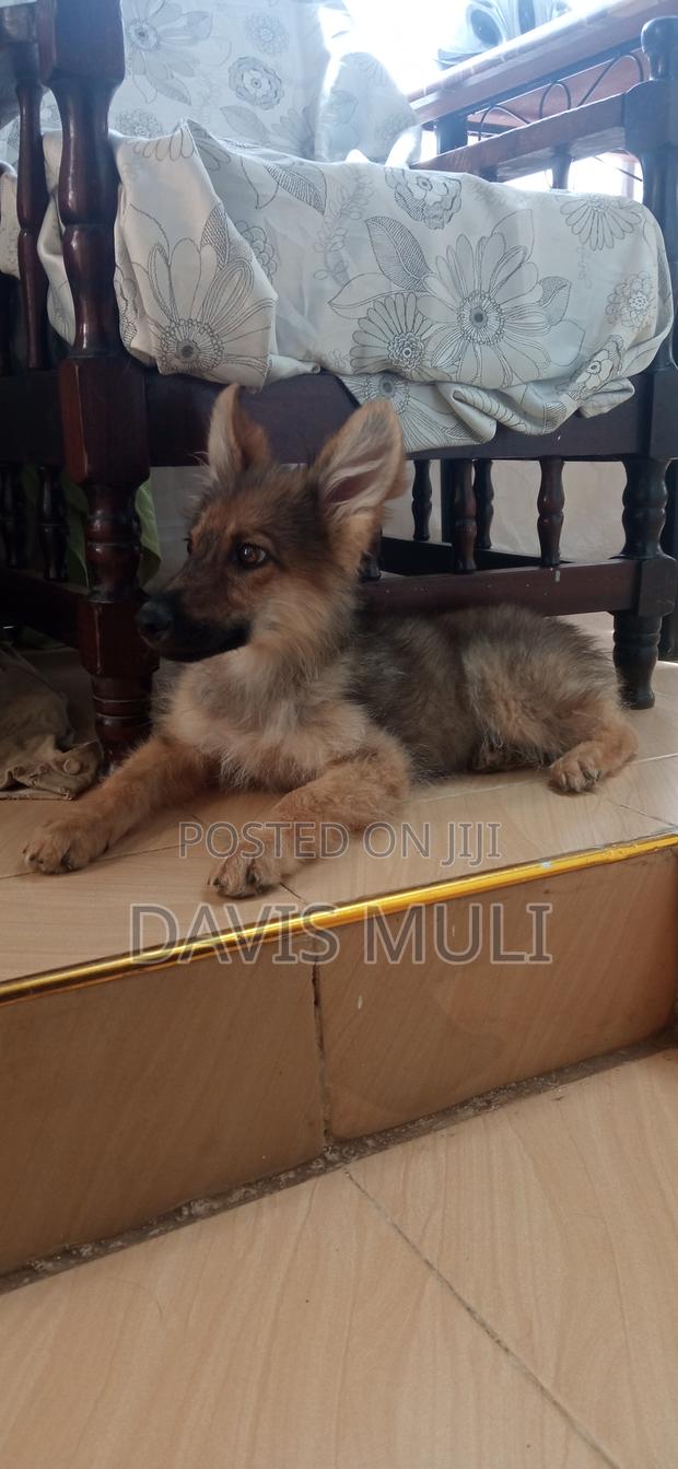 1-3 months Male Mixed Breed German Shepherd - main view
