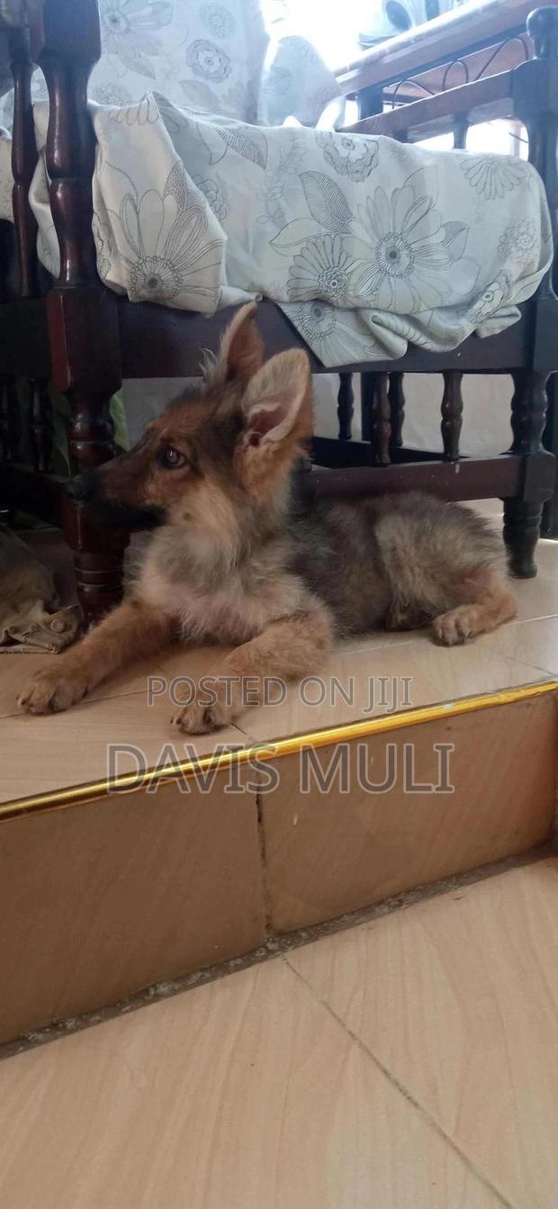 1-3 months Male Mixed Breed German Shepherd - thumbnail 3