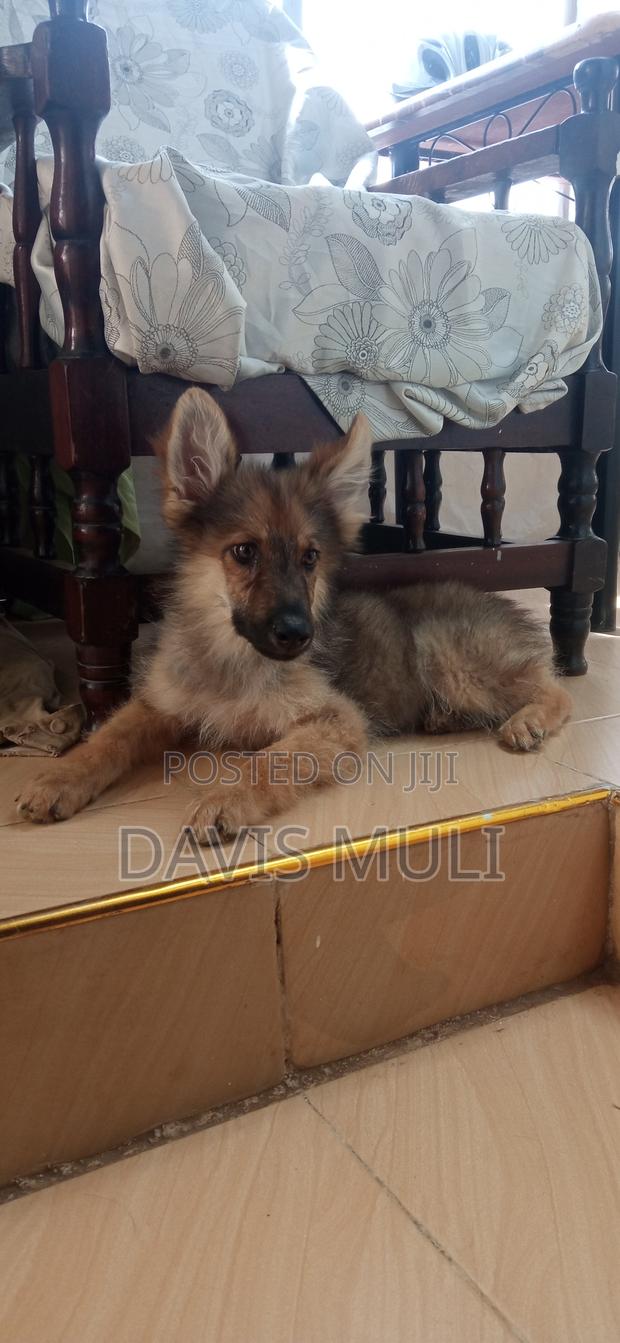 1-3 months Male Mixed Breed German Shepherd - thumbnail 4
