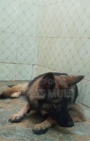 1+ year Female Mixed Breed German Shepherd - thumbnail 2