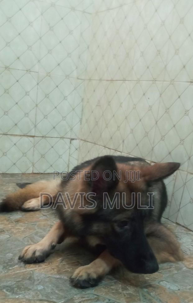 1+ year Female Mixed Breed German Shepherd - main view