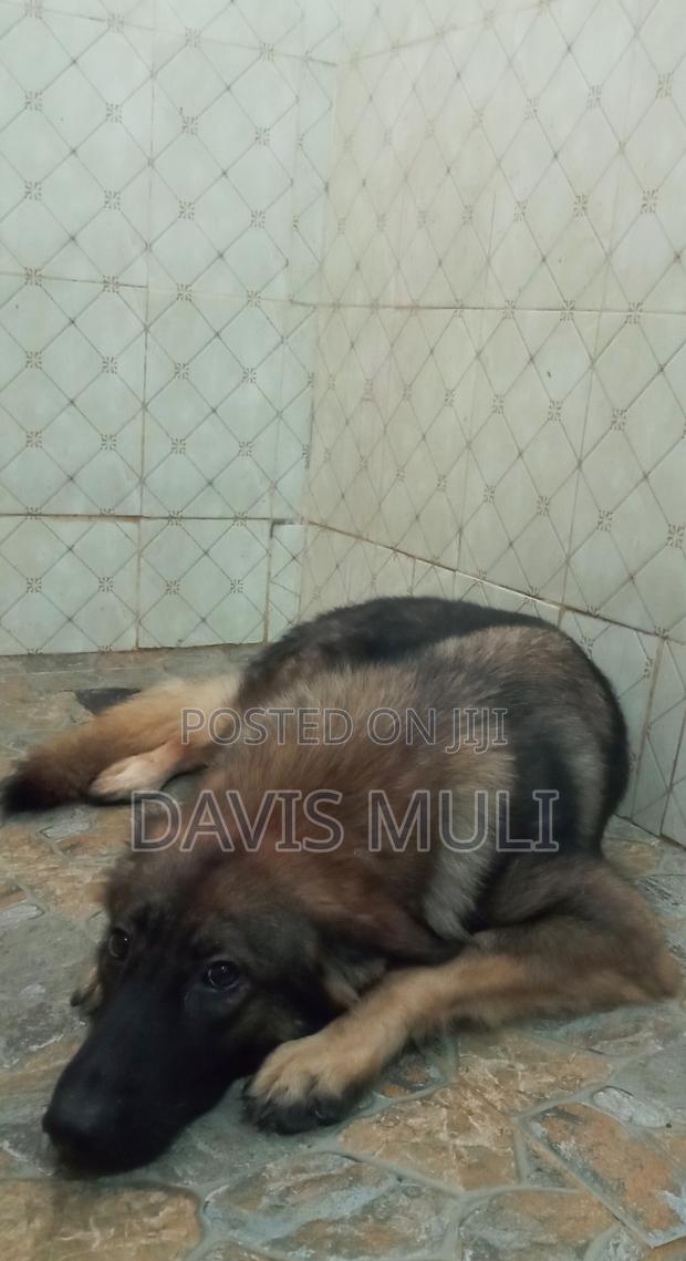 1+ year Female Mixed Breed German Shepherd - thumbnail 3