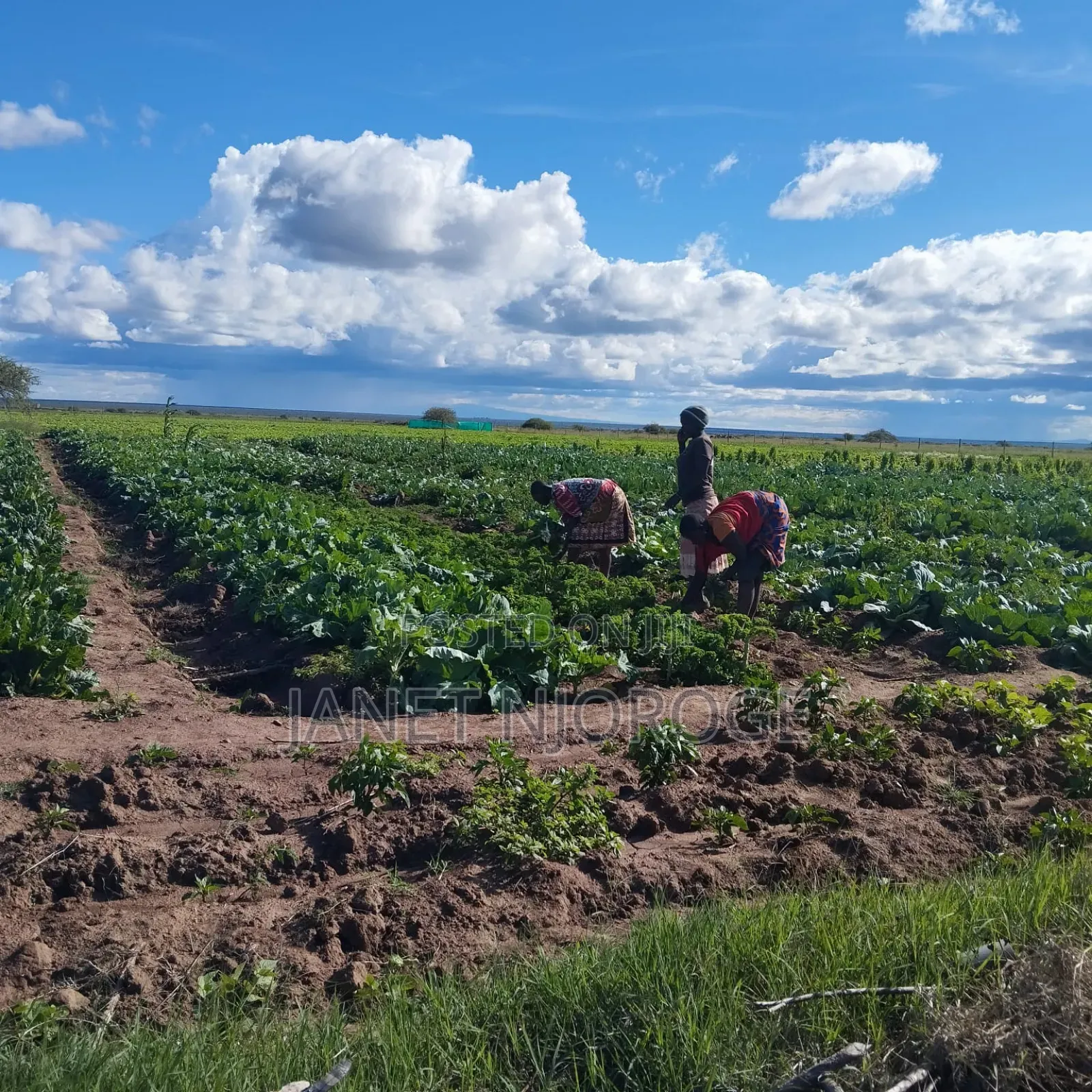 50 by 100 Plots for Sale in Rumuruti Posta Town