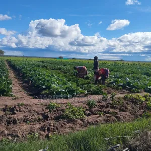 50 by 100 Plots for Sale in Rumuruti Posta Town