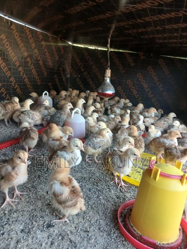 Gabem Poultry Farm - thumbnail 2