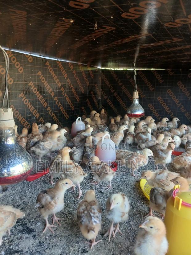 Gabem Poultry Farm - thumbnail 3