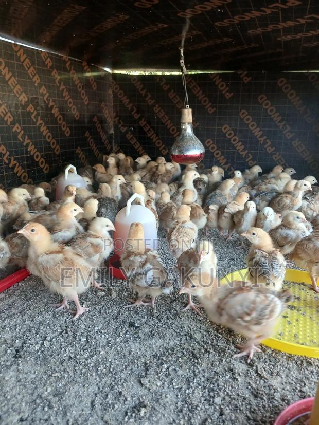 Gabem Poultry Farm - thumbnail 4