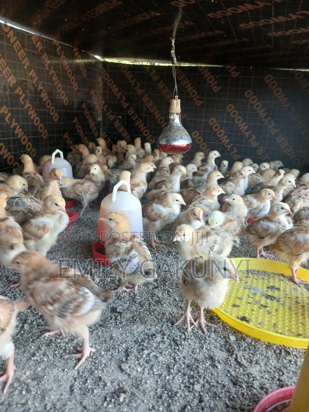Gabem Poultry Farm - thumbnail 5