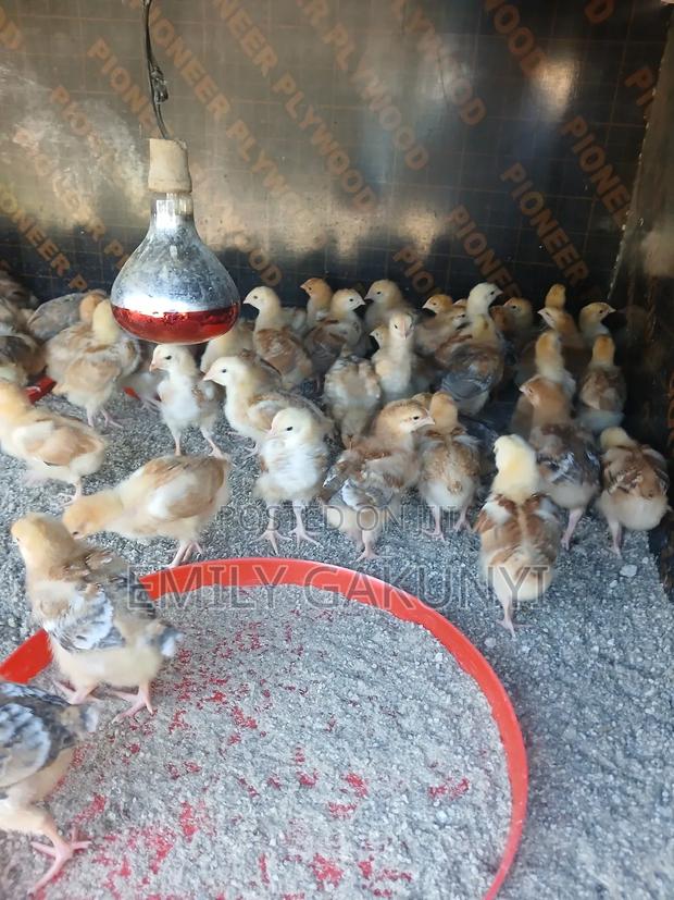 Gabem Poultry Farm - thumbnail 6