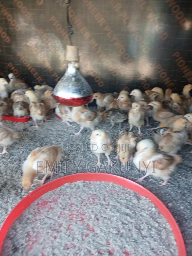 Gabem Poultry Farm - thumbnail 8