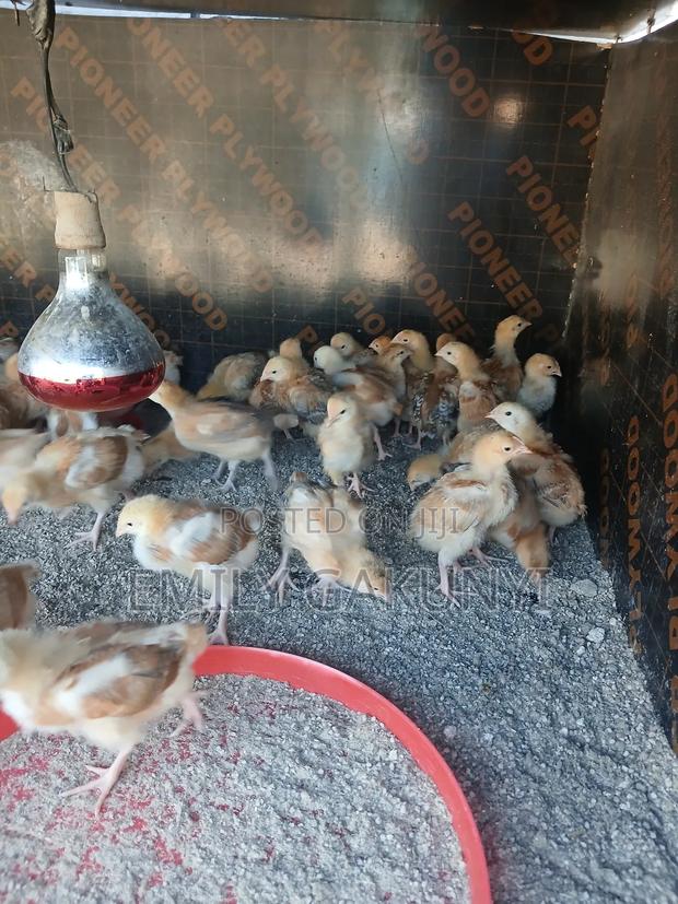 Gabem Poultry Farm - thumbnail 9