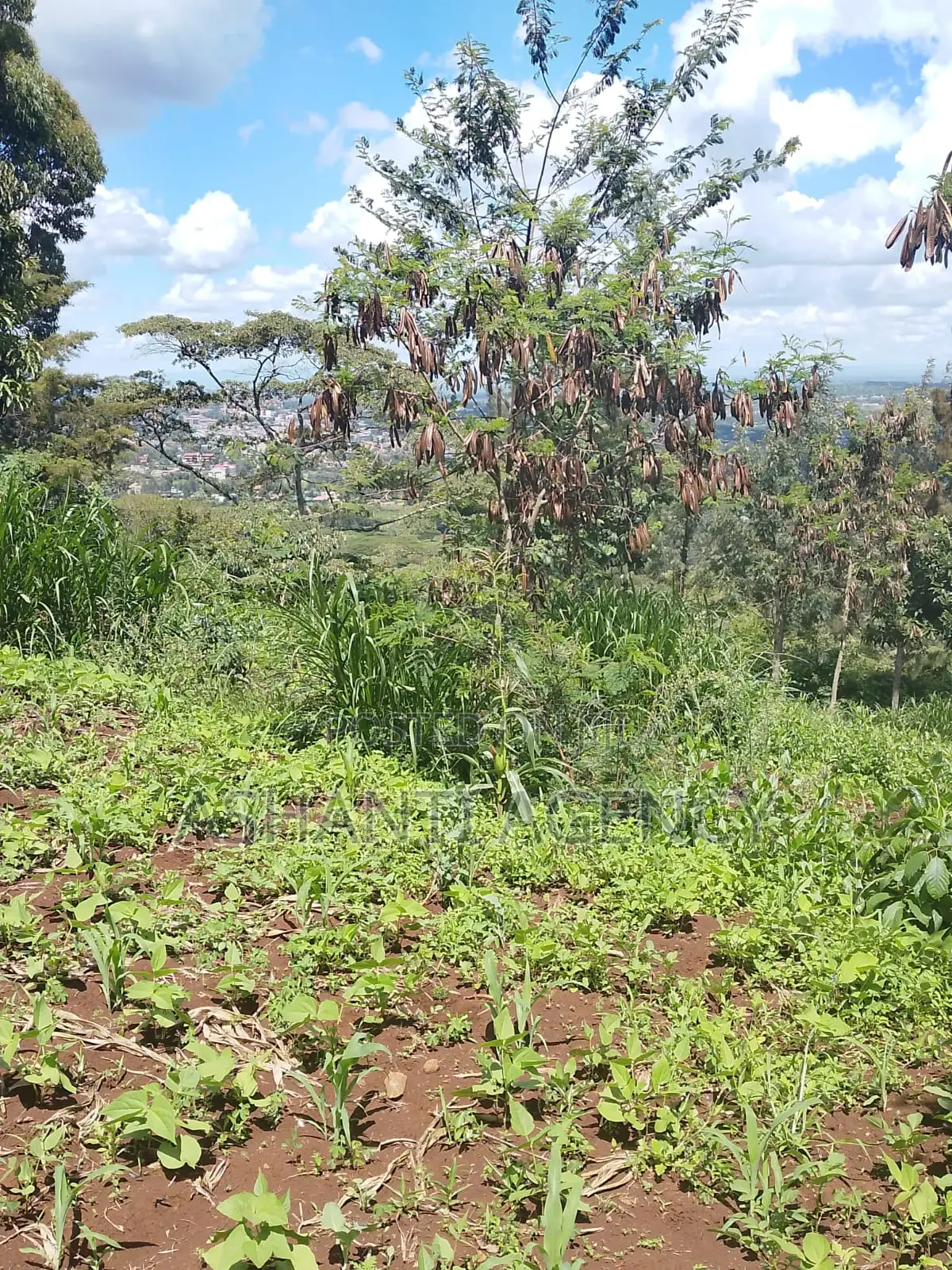Prime Commercial Land