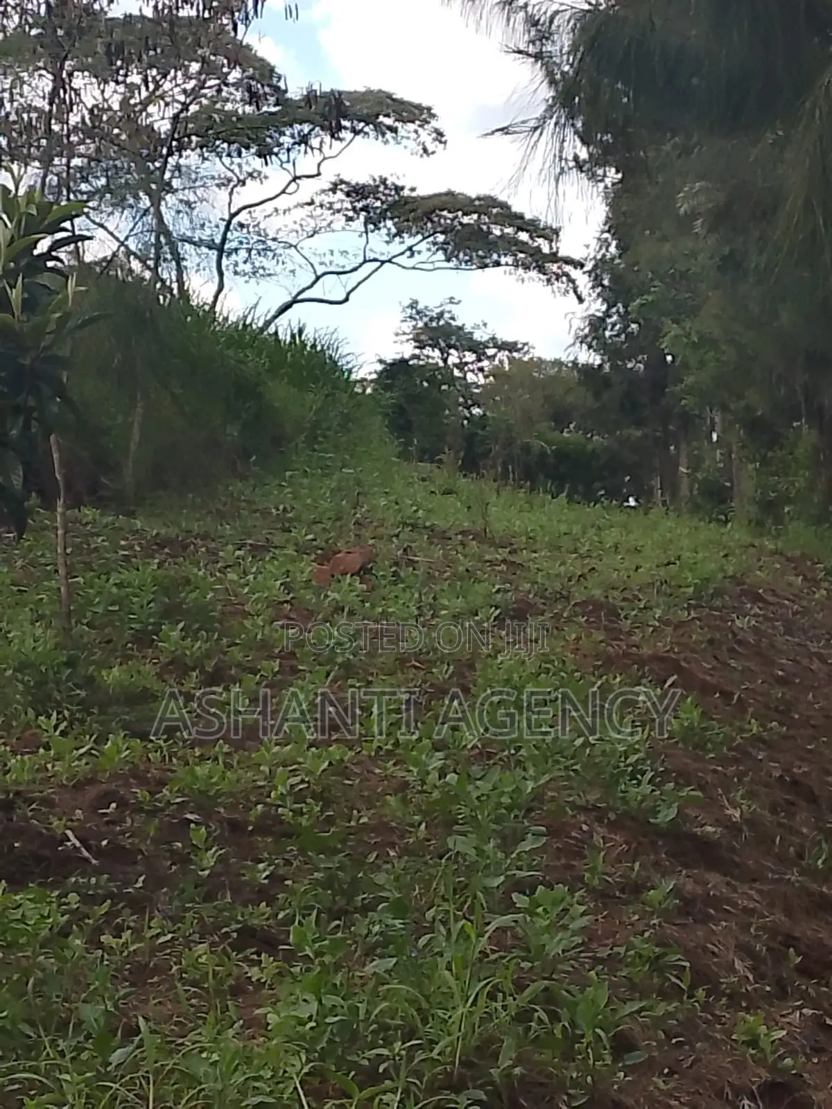 Prime Commercial Land